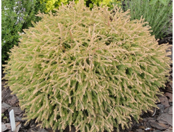 Туя западная Golden Tuffet, C2