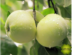 Яблоня "АНТОНОВКА ОБЫКНОВЕННАЯ" (подвой полу-карлик, саженец 2,5 года)