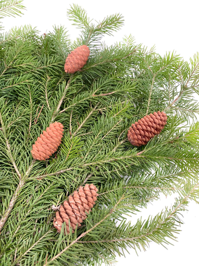 Лапник из пихты с шишками