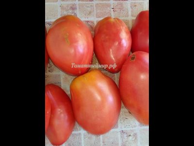 Томат Подсинское чудо