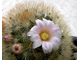 Mammillaria carmenae L1363 - 10 семян