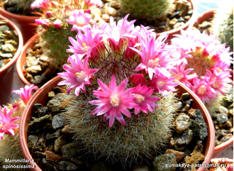 Mammillaria spinosissima - 5 семян