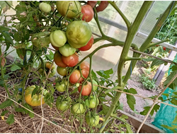 Томат Мультифлора Гигант (Giant multiflora, Multiflora Long Keeper)