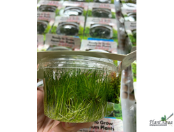 Элеохарис парвула (меристемный) Сингапур