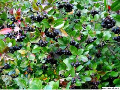 Арония черноплодная - Arónia melanocárpa