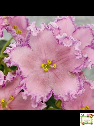 Nik-Хмельное Лето (Н. Булко) 2022 г. (крупная детка)