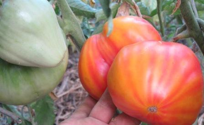 Томат Оранжевый русский (Оранж Рашен, Orange Russian )