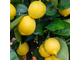 Лимон (Citrus limon) Испания, органик, 5 мл - 100% натуральное эфирное масло