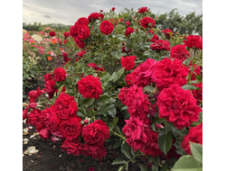 Гранд Авард(Grand Award)