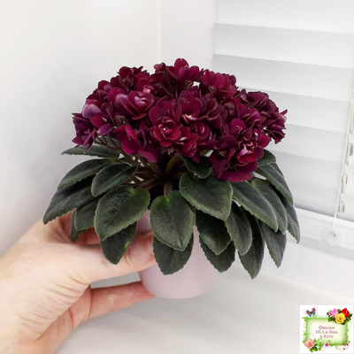 Precious Red (H. Pittman) (9724) 01/15/2007