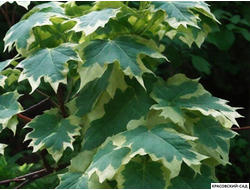 Клен остролистный Друммонди - Drummondii