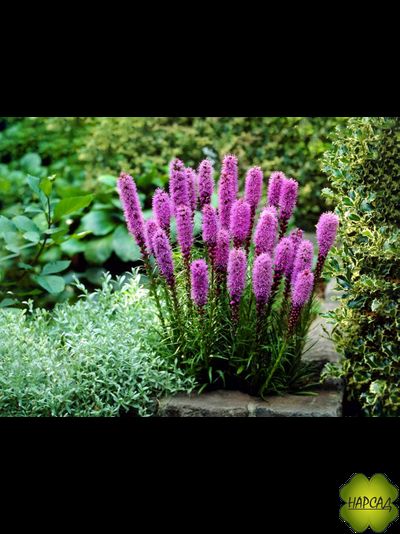 ЛИАТРИС &quot;ФЛОРИСТАН ВИОЛЕТ&quot; (ЦВЕТУЩИЙ САЖЕНЕЦ)