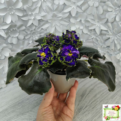 ЕК-Кудри Посейдона (Е.В. Коршунова) 2017 г. (лист посажен 01.11.25)