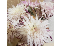 Большая медведица