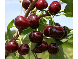 Вишня Владимирская