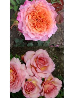 Штамбовая роза Жохана Тюлард + Мияби