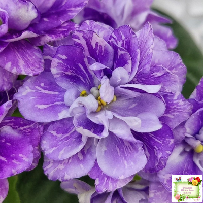 АВ-В Краю Единорогов (Фиалковод) 2020 г.