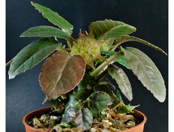 Dorstenia foetida - 5 семян