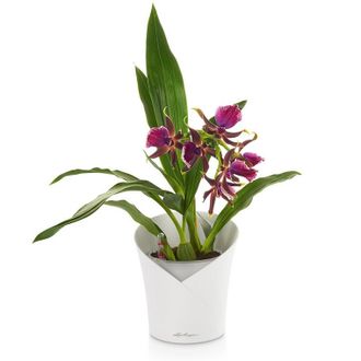 ORCHIDEA Ø 12 cm