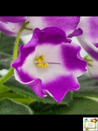 SimSim Magic Bells (Alex Mayer) (лист посажен 07.10.25)