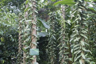 Ваниль плосколистная (Vanilla planifolia) 1 г, СО2 экстракт