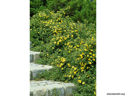 Лапчатка кустарниковая Соммерфлор Купить Саженцы в Москве