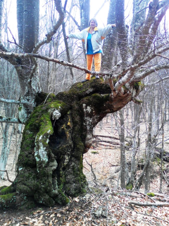 буковый лес в Крыму