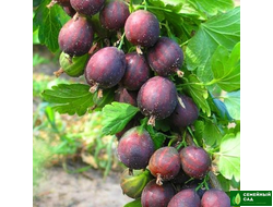 Крыжовник "Гулливер"