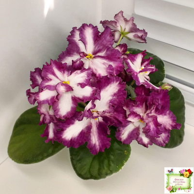 ВаТ-Волшебная Сказка (Т.Валькова) 2019 г.