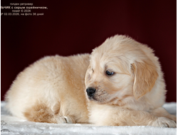 ПОМЕТ Е-2026 ОТ МАРГО & Пумбы. Голден ретривер мальчик СЕРЫЙ ошейничек, на фото 36 дней