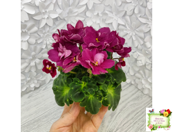 ВаТ-Супер Мама (Т.Валькова) 2020 г.