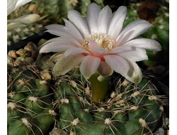 Gymnocalycium amerhauseri ssp.altagraciense  VG-484 - 5 семян