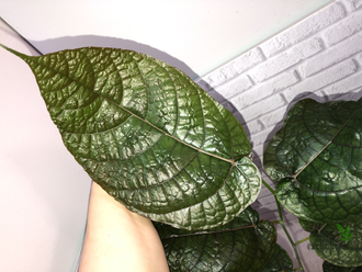 Ficus aspera cannonii / Фикус Аспера Канони