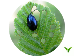 Инсектициды и акарициды