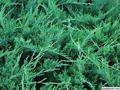 Можжевельник горизонтальный Хьюз - Hughes