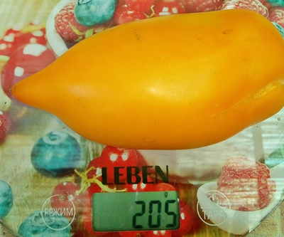 Томат Оранжевая прогулка (Orange walk)