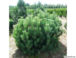 Сосна Вар. Мугус - Var. Mughus