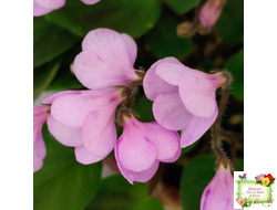 Flashy Trail (H.Pittman) TX Hyb трейлер