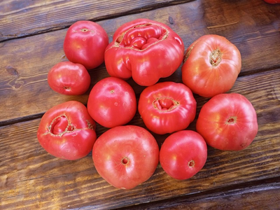 Томат Польская гордость Марджа (Marge’s Polish Pride) Канада