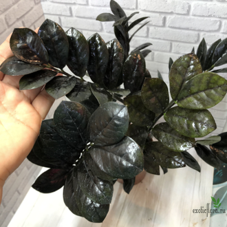 Замиокулькас Равен (Ворон) / Zamioculcas Raven