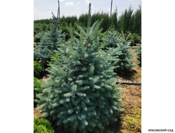 Ель Глаука - Glauca