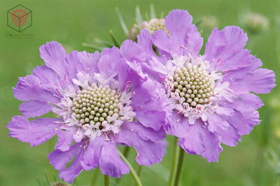 "Серединки скабиозы" силиконовый молд