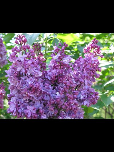 Утро России