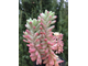 Sedum Rubrotinctum Aurora