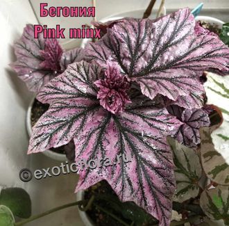 Бегония Pink minx