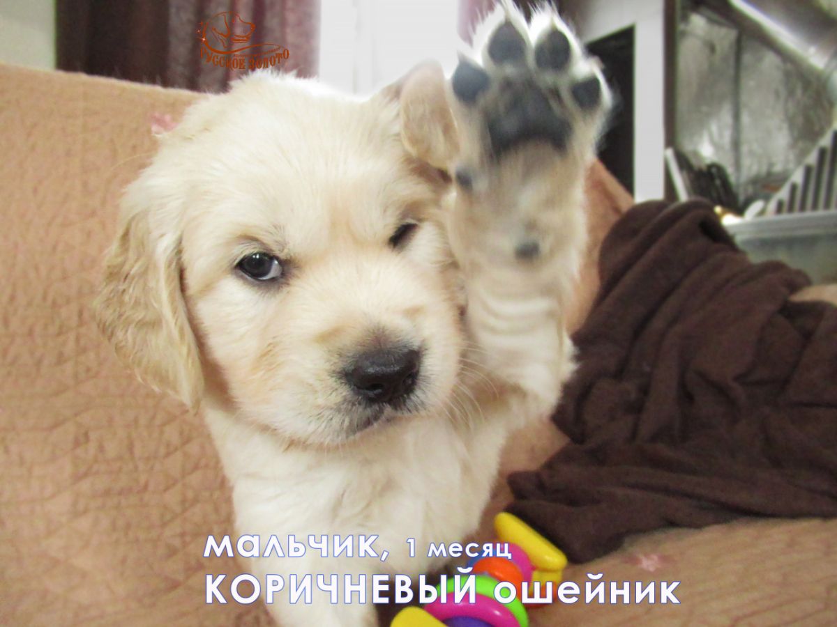 РЗ Просто Генерал, мальчик коричневый ошейничек, 1 мес