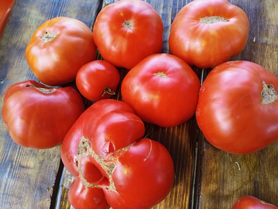 Томат Санта Лючия, (Sainte Lucie) США