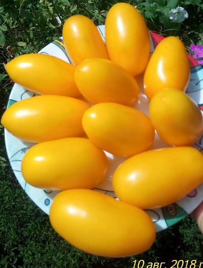 Томат Французская ледяная сосулька