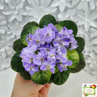 Rob's Wascally Wabbit (R. Robinson) (10983) 05/16/2018