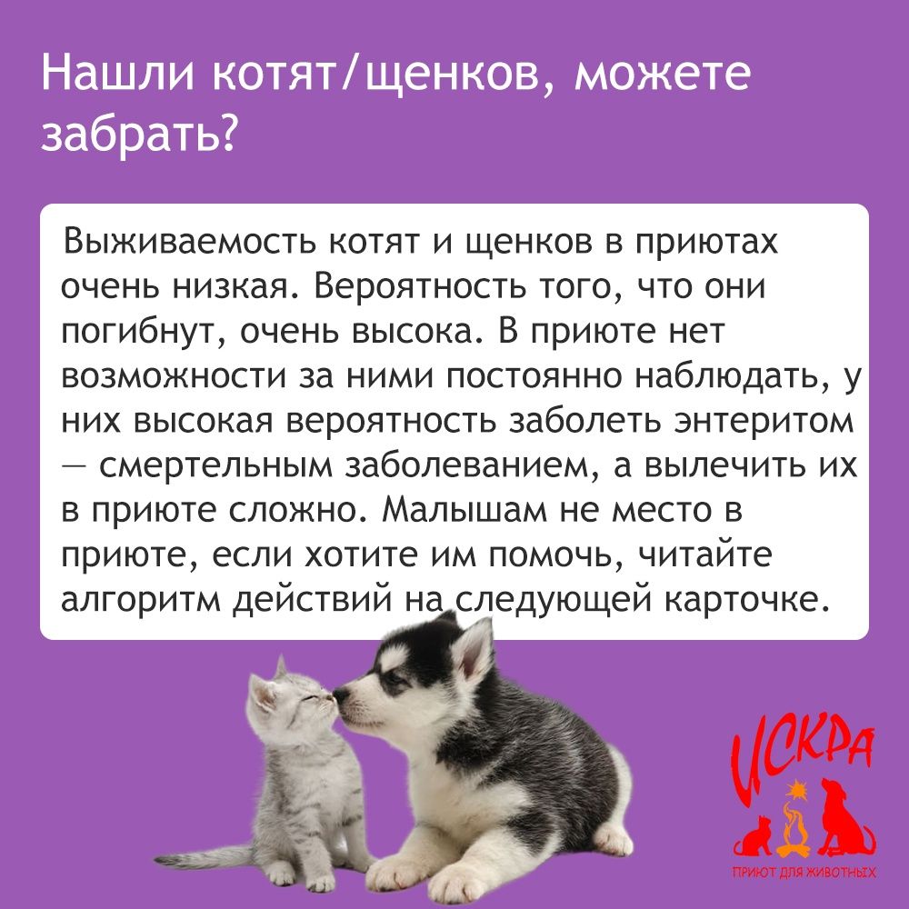 Сдам котенка